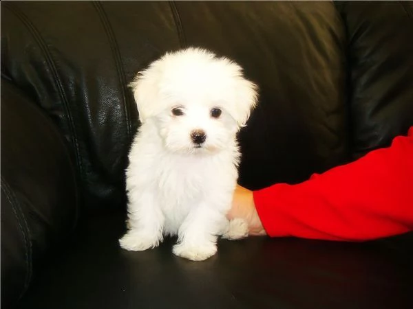 vendita cucciolo cuccioli maltese