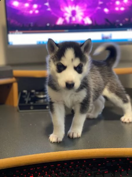 vendita cucciolo husky