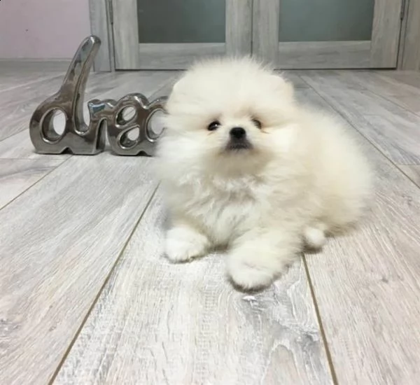 cuccioli di maltese toy | Foto 0