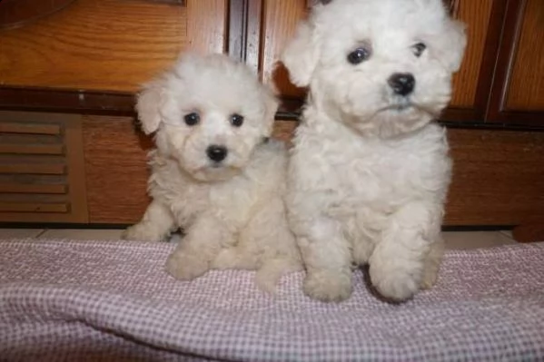 cuccioli di maltese toy