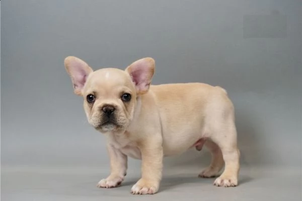 cuccioli di bulldog francese strabilianti