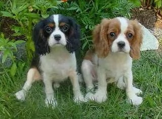 cavalier king maschi e femmine