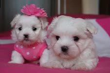 4 cuccioli di maltese toy 