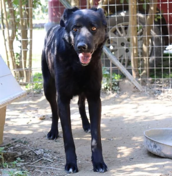 dolce cagnolone, nato e cresciuto in canile  | Foto 0