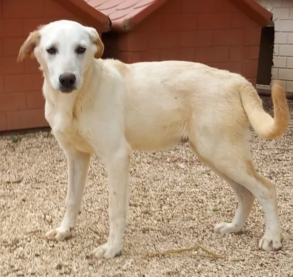 Tenero cucciolotto bianco