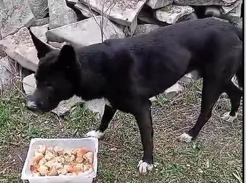 Gennarino, dal manto nero con zampette bianche | Foto 0