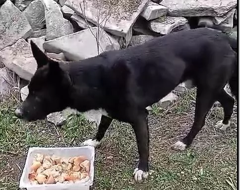 È un tipo tranquillo e sa pure andare al guinzaglio | Foto 0