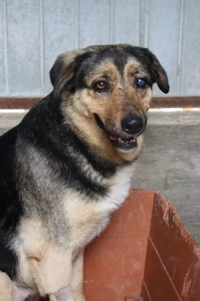 ANNA, dolce cagnolina cieca a un occhio salvata da una brutta fine 