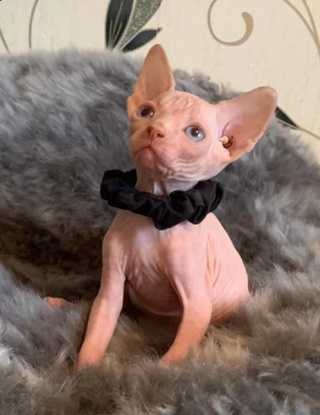 gattini sphynx