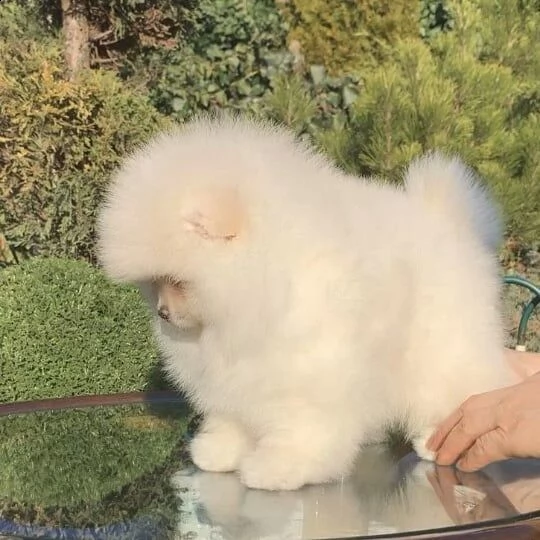 adorabili cuccioli di pomerania