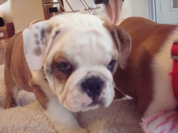 cuccioli di bulldog inglese disponibili | Foto 0