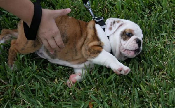 cuccioli di bulldog inglese disponibili