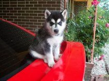 cuccioli di siberian husky