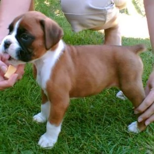 regalo boxer cuccioli slezionati