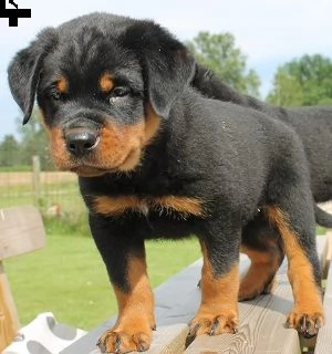 rgalo cuccioli di rottweiler.