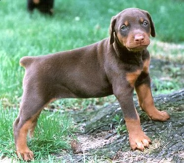 cuccioli di dobermann disponibili