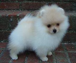 disponiamo cuccioli volpino della pomerania toy