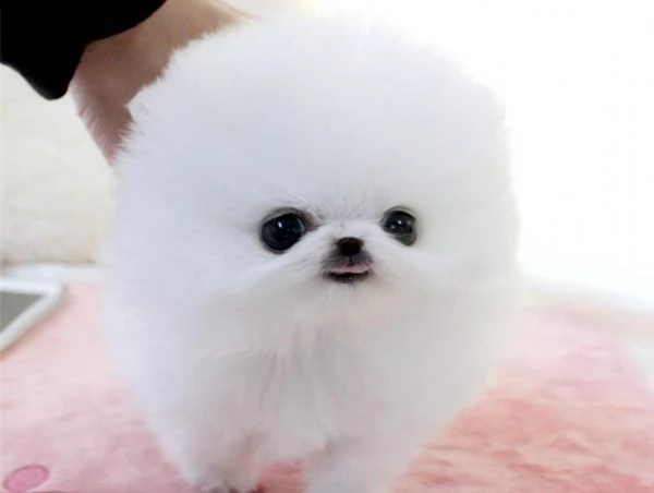 adorabile cucciolo di pomerania.