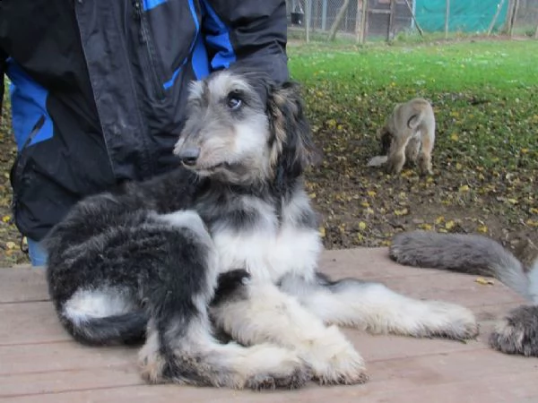 cuccioli di levriero afgano | Foto 2