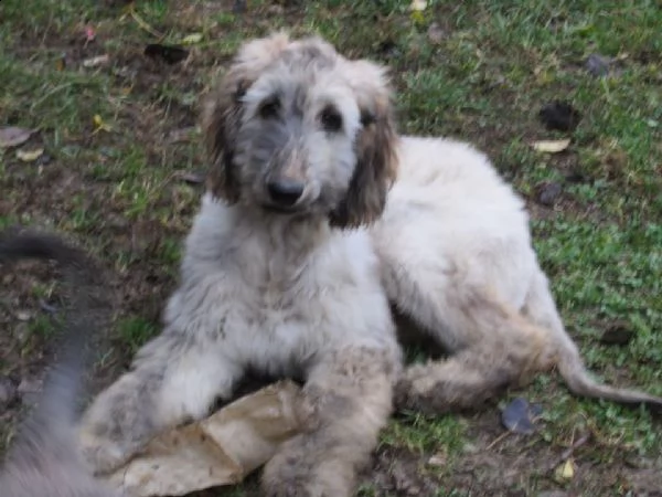 cuccioli di levriero afgano | Foto 1