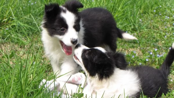 vendita cucciolo border collie con pedigree