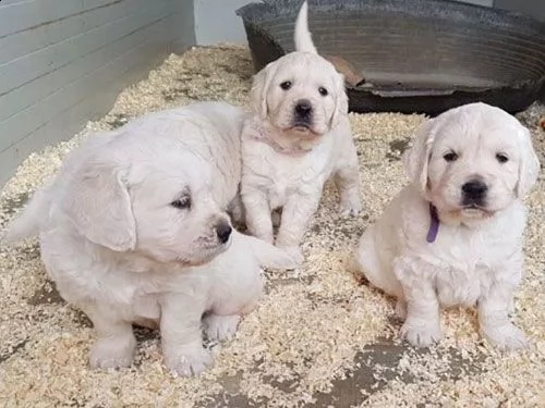 vendita cuccioli di golden retriever