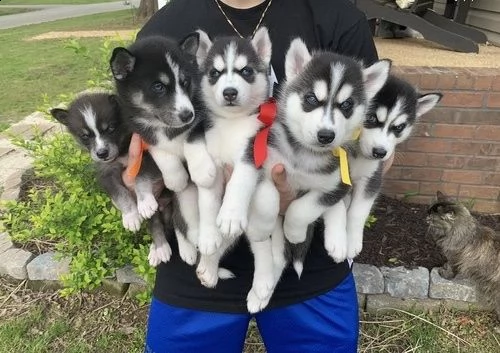 cuccioli huskies