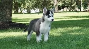 cuccioli husky 