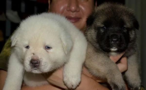 cuccioli di akita inu