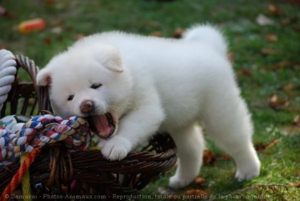 bellissimi cuccioli samoiedo 