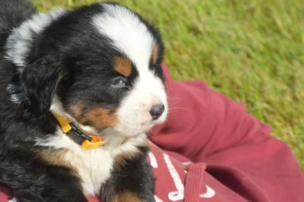 rarissimi cuccioli bovaro del bernese | Foto 1