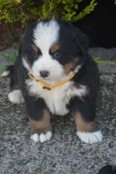 rarissimi cuccioli bovaro del bernese | Foto 0