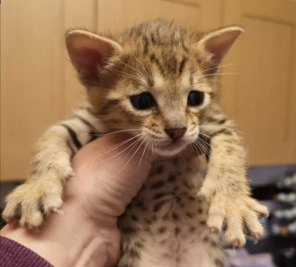 gattini savannah di 75 gg per natale | Foto 0