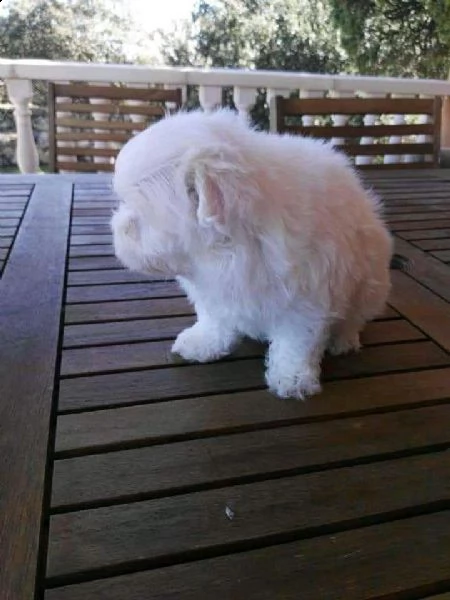 cucciolo di maltesi toy