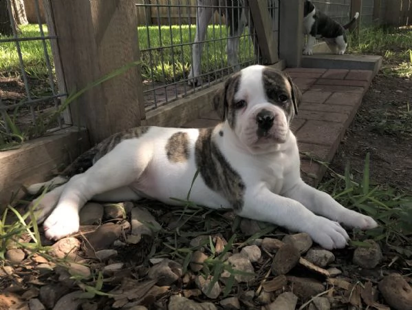 american bulldog | Foto 1