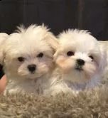  4 cuccioli di maltese toy 