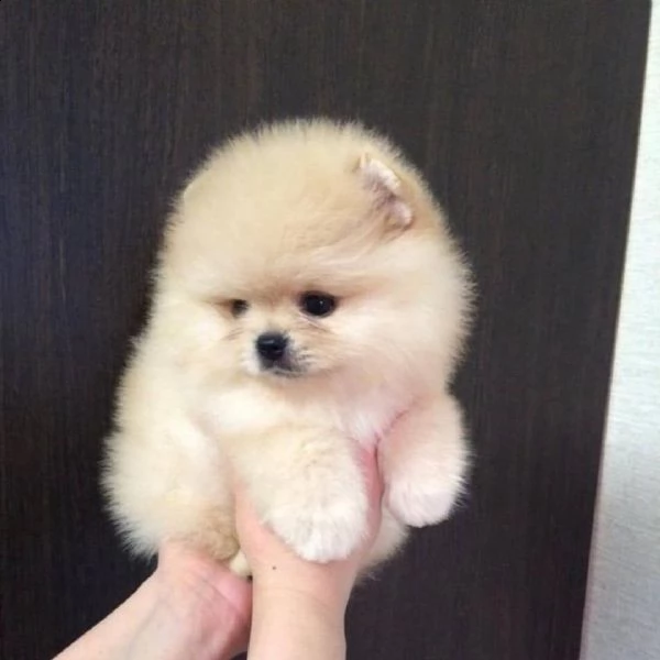 adorabili e giocosi cuccioli pomeranian