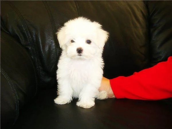 cuccioli di razza pura maltese