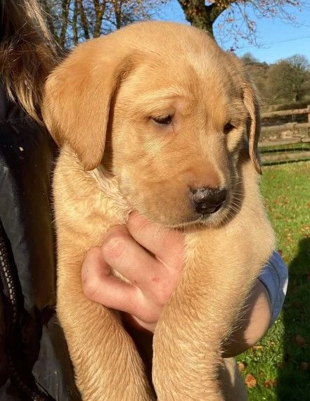 cuccioli di fox red e golden lab