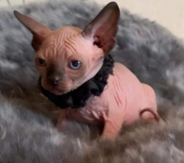 sphynx kittens