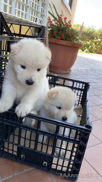 cuccioli di chow chow 