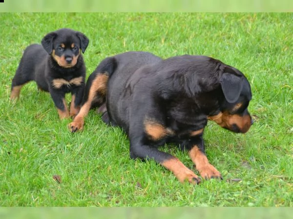 cucciolo di rottweiler