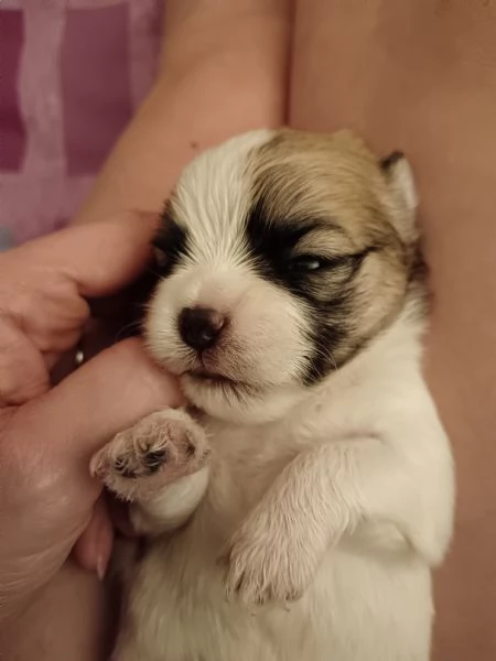 Cuccioli bellissimi di Shorky taglia piccola  | Foto 3