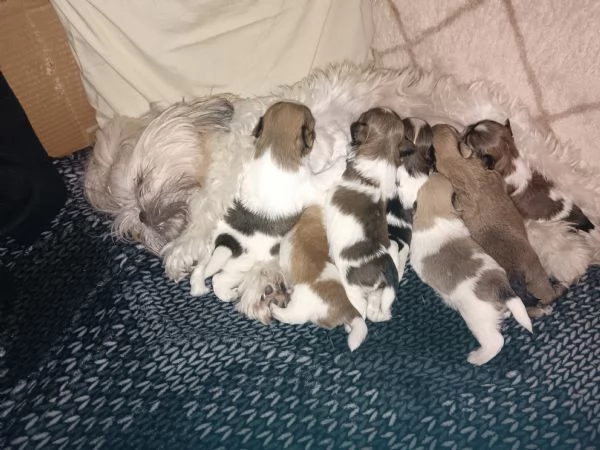 Cuccioli bellissimi di Shorky taglia piccola  | Foto 0