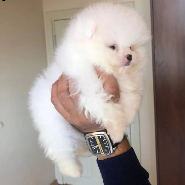 bellissimi cuccioli di pomerania