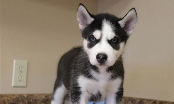 cuccioli di husky siberiano maschio