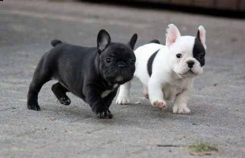 regalo cucciolata di bouledogue francese,