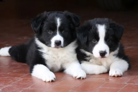 cuccioli di border collie.