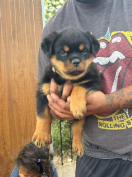 Cuccioli di rottweiler  | Foto 1