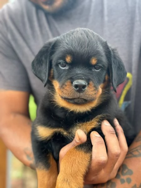 Cuccioli di rottweiler 